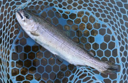 平日はミノーイングが楽しい！ ～フィッシングパーク高島の泉～